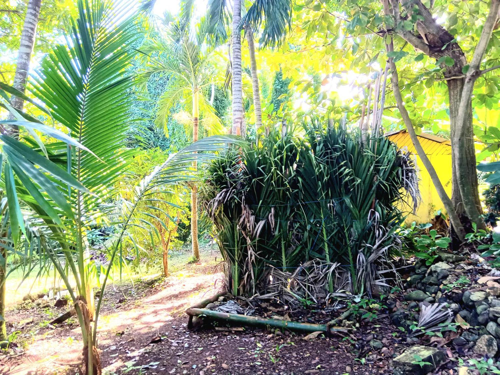 La Familia Guest House And Natural Farm Port Antonio Buitenkant foto