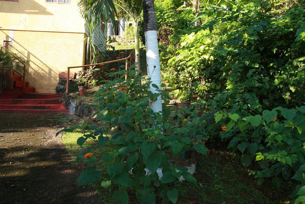 La Familia Guest House And Natural Farm Port Antonio Buitenkant foto
